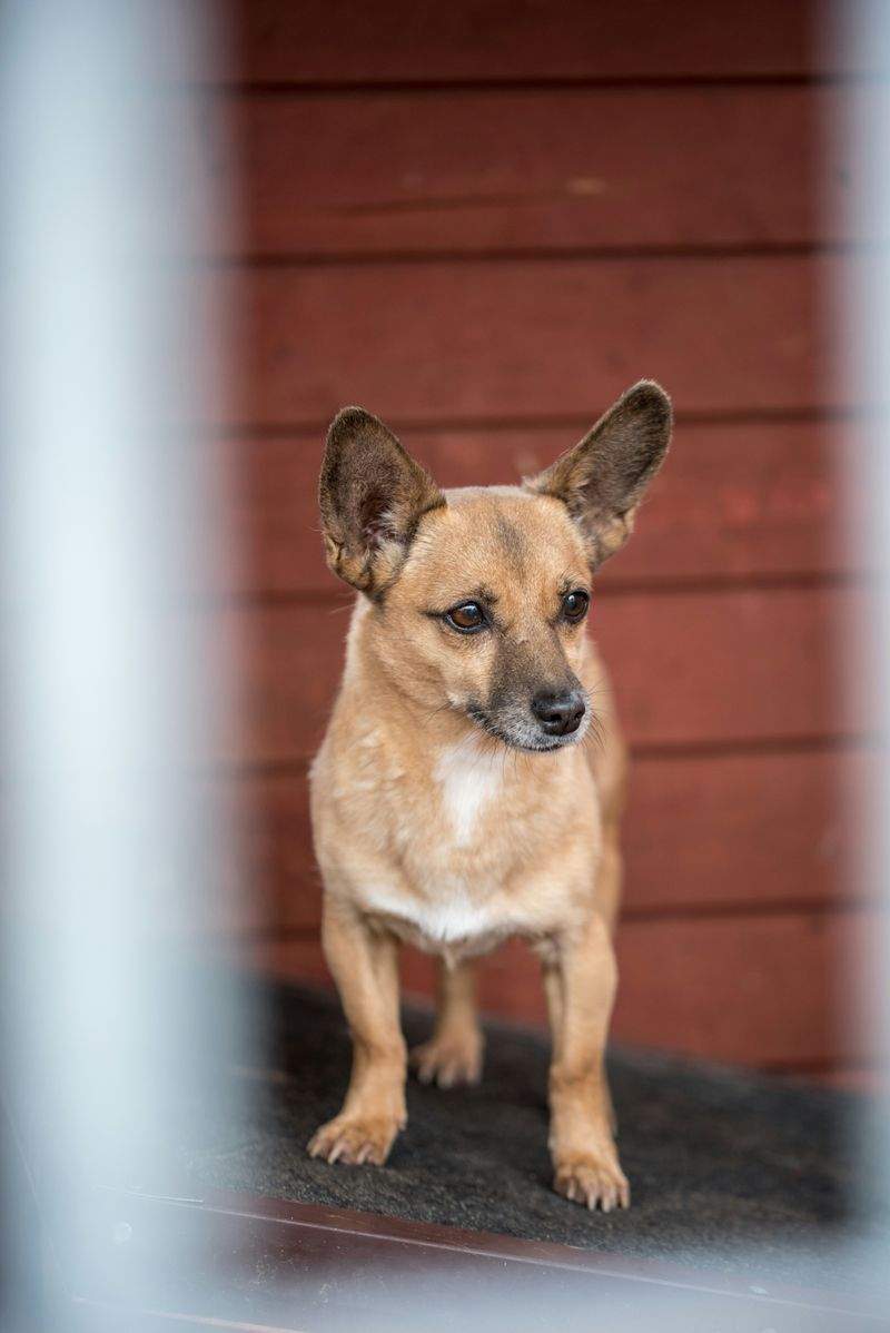 Hvorfor tålmodighet er viktig når du adopterer en redd eller usikker hund