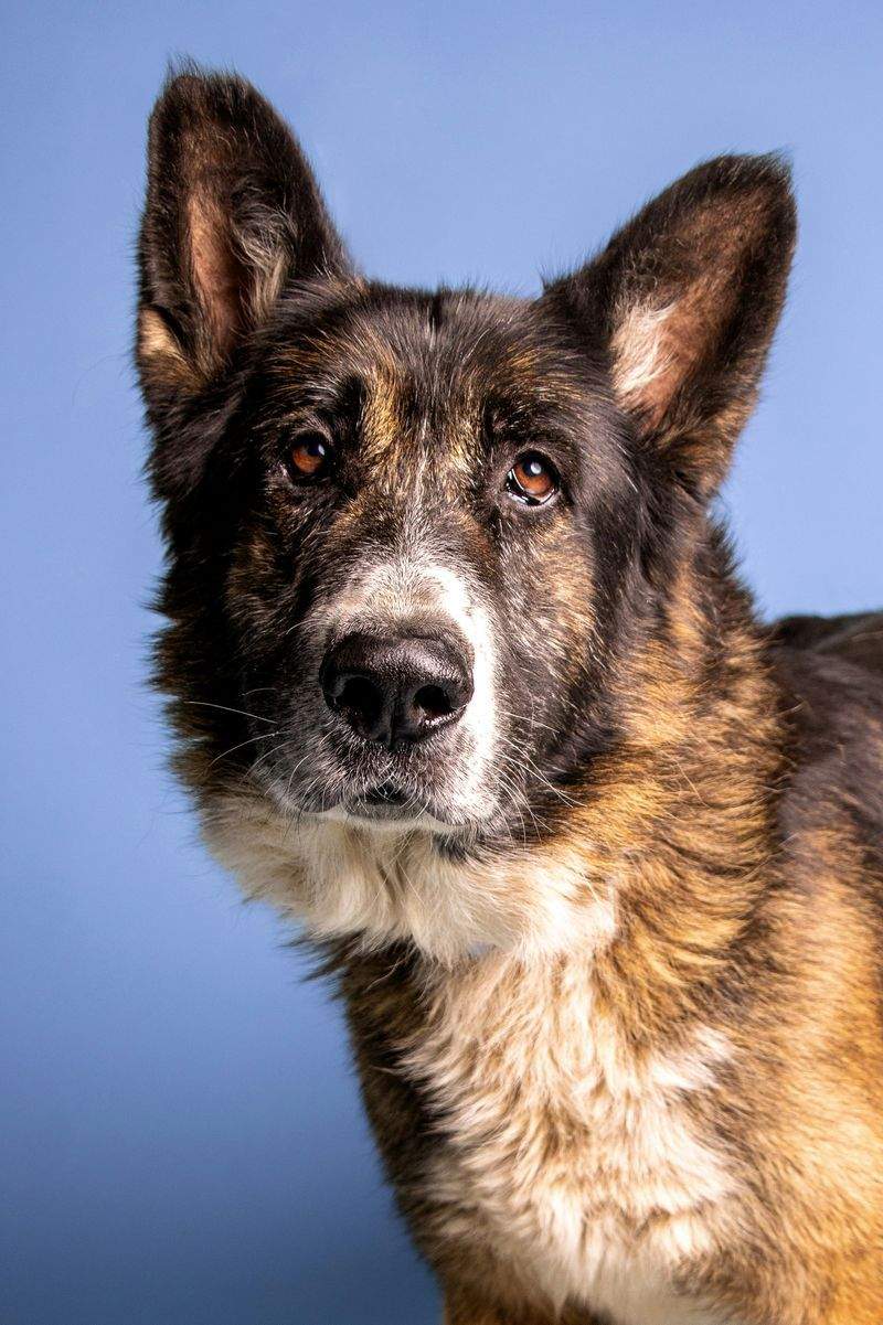 Nordlys Hundehjem 15
